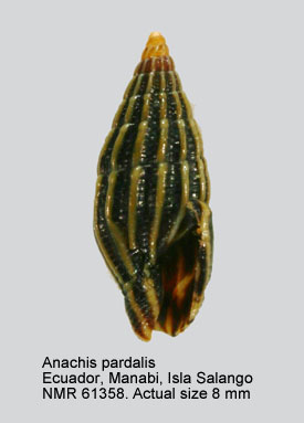 Anachis pardalis.jpg - Anachis pardalis(Hinds,1843)